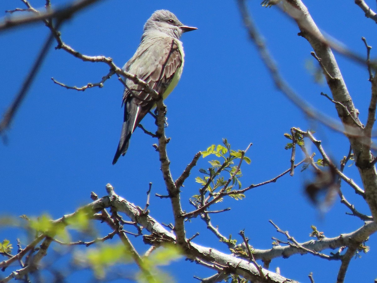 Western Kingbird - ML616968806