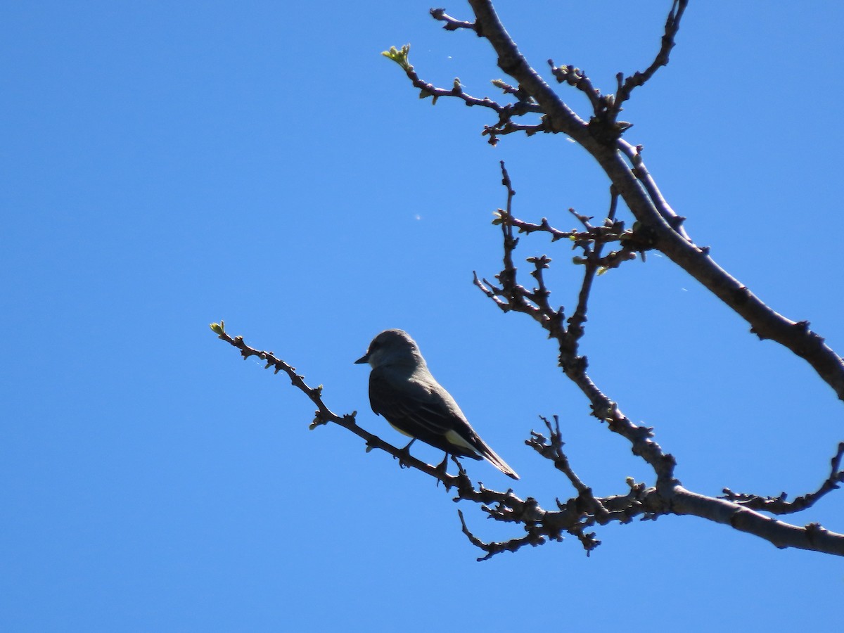 Western Kingbird - ML616968832