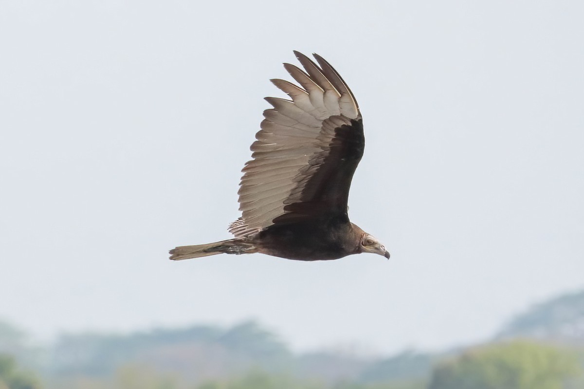 Lesser Yellow-headed Vulture - ML616968844