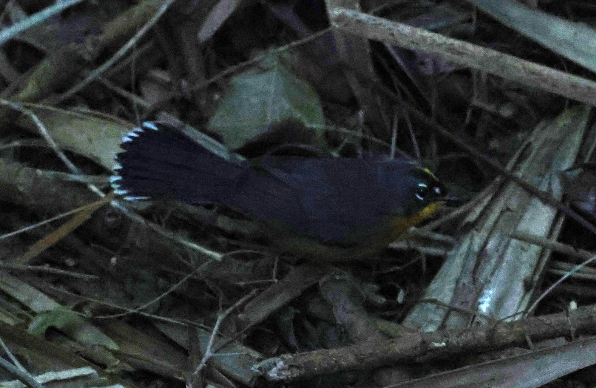 Fan-tailed Warbler - ML616968855