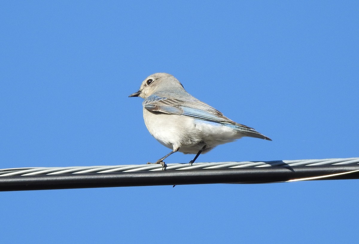 Mountain Bluebird - ML616968879