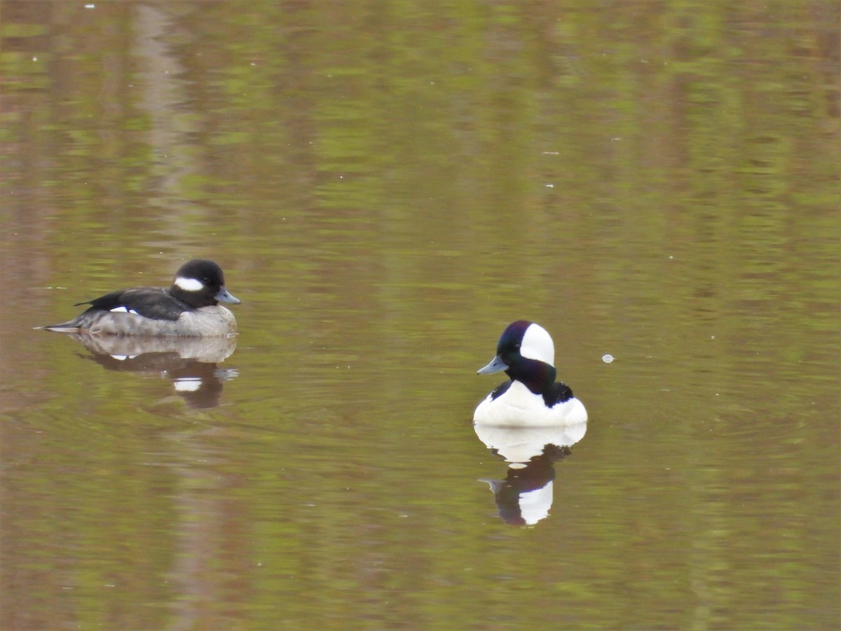 Bufflehead - ML616968889