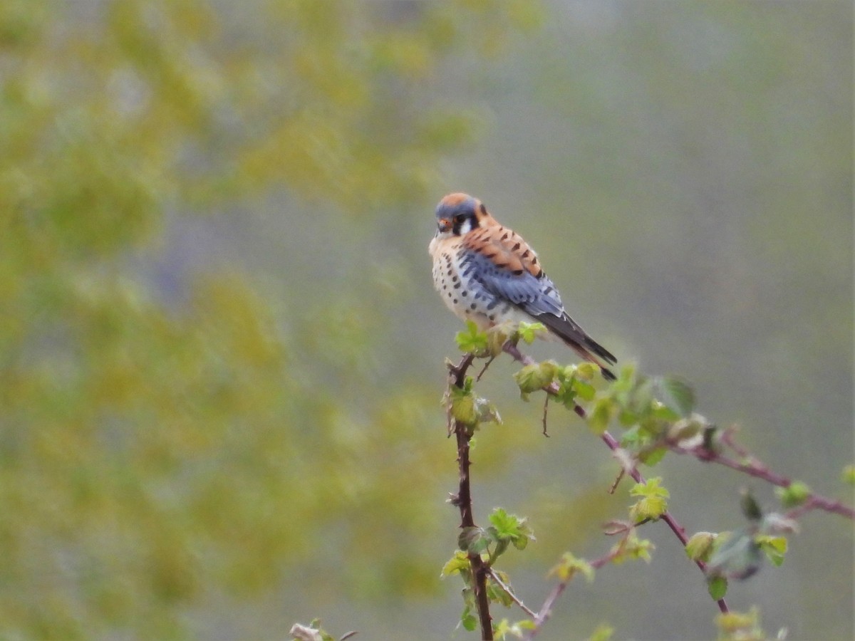 American Kestrel - ML616968903