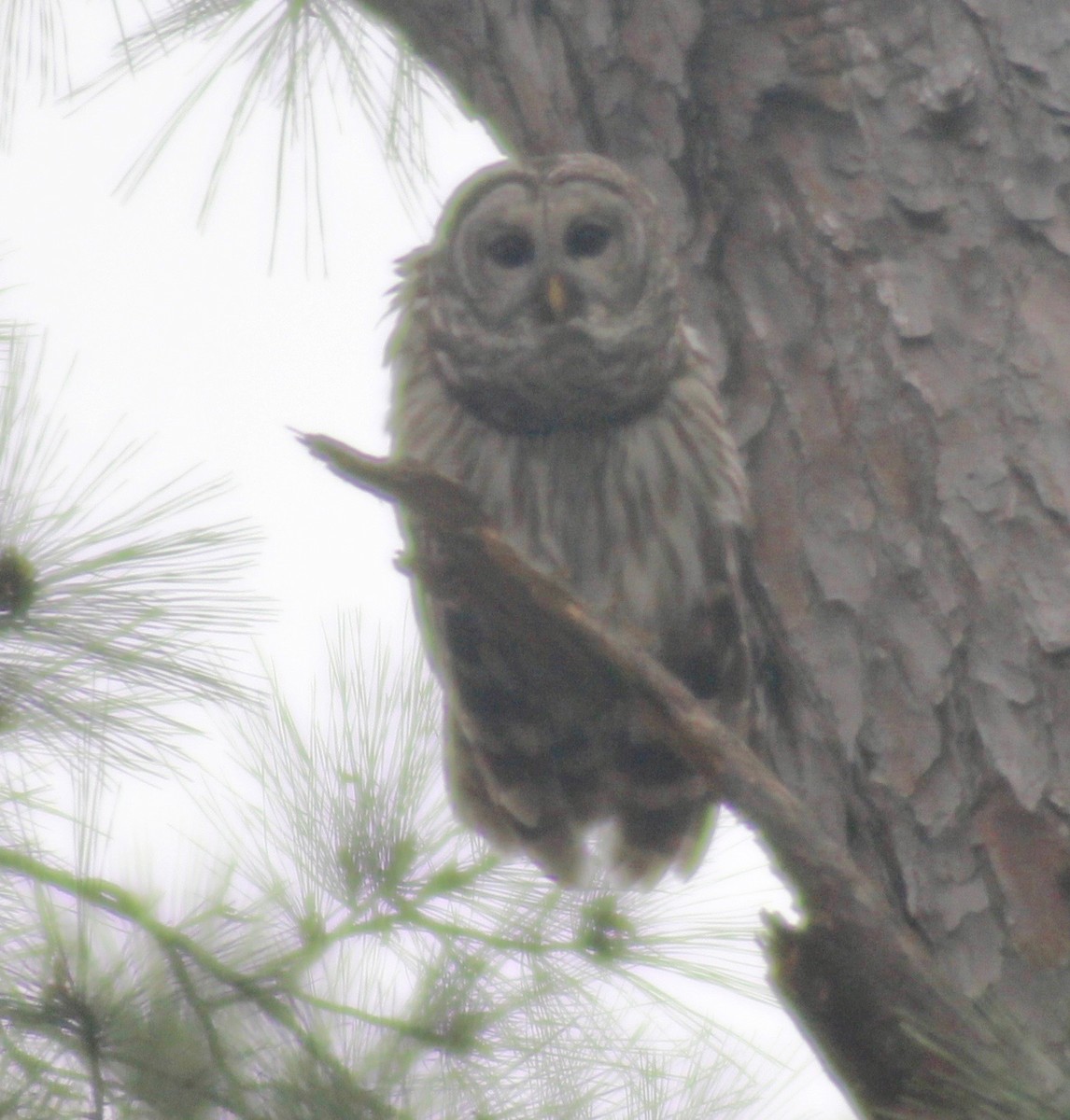 Barred Owl - ML616968914