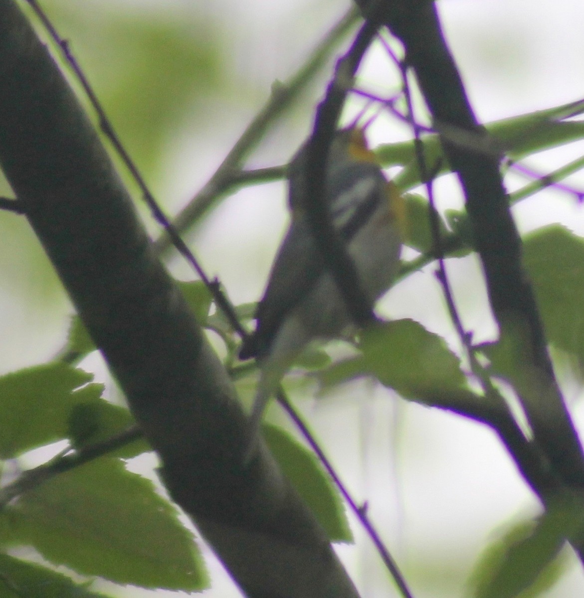 Northern Parula - ML616968917