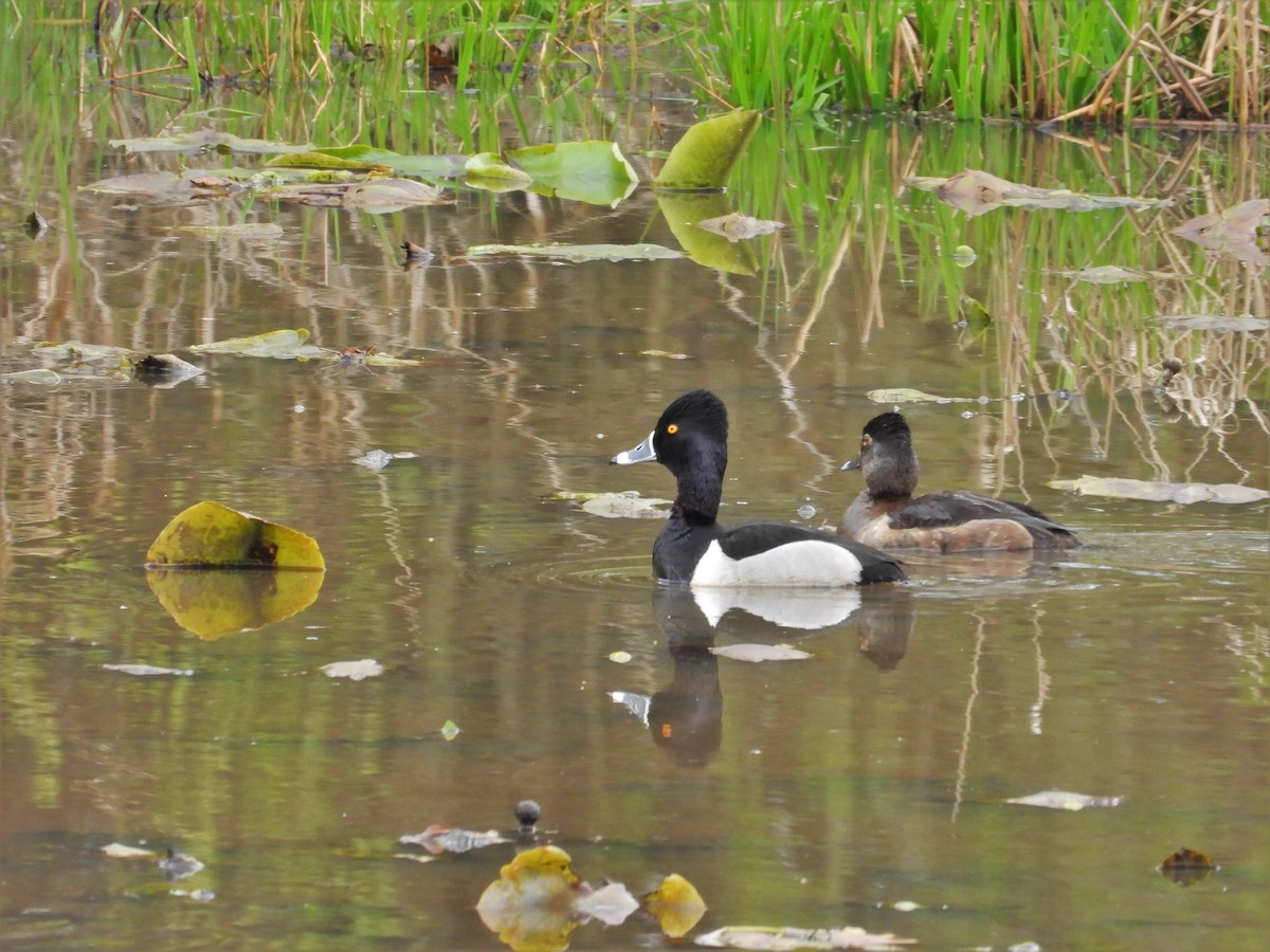 Ring-necked Duck - ML616968941