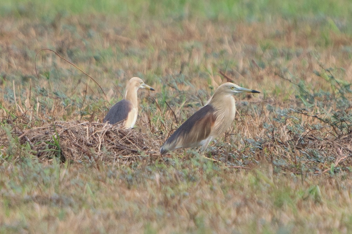 אנפית סוף הודית - ML616968969