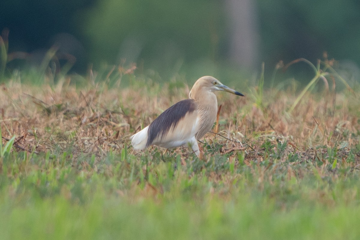 אנפית סוף הודית - ML616968970