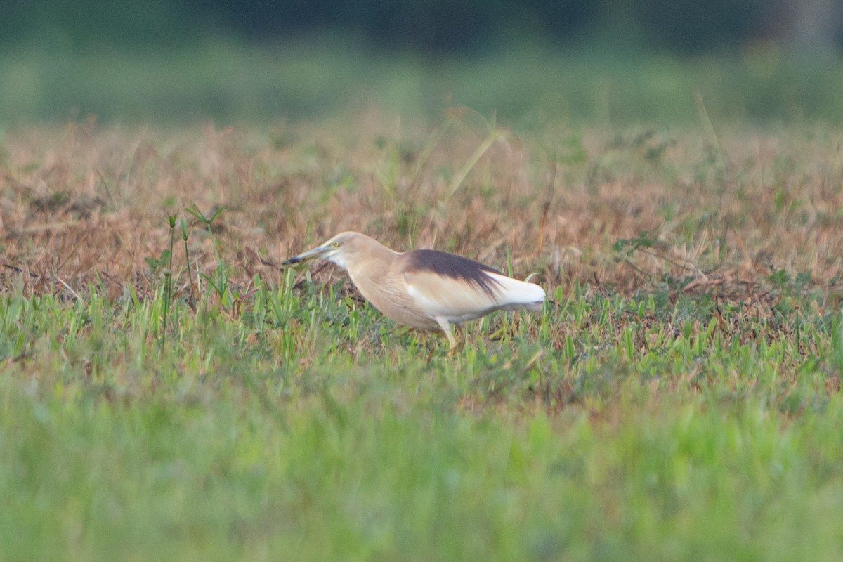אנפית סוף הודית - ML616968971