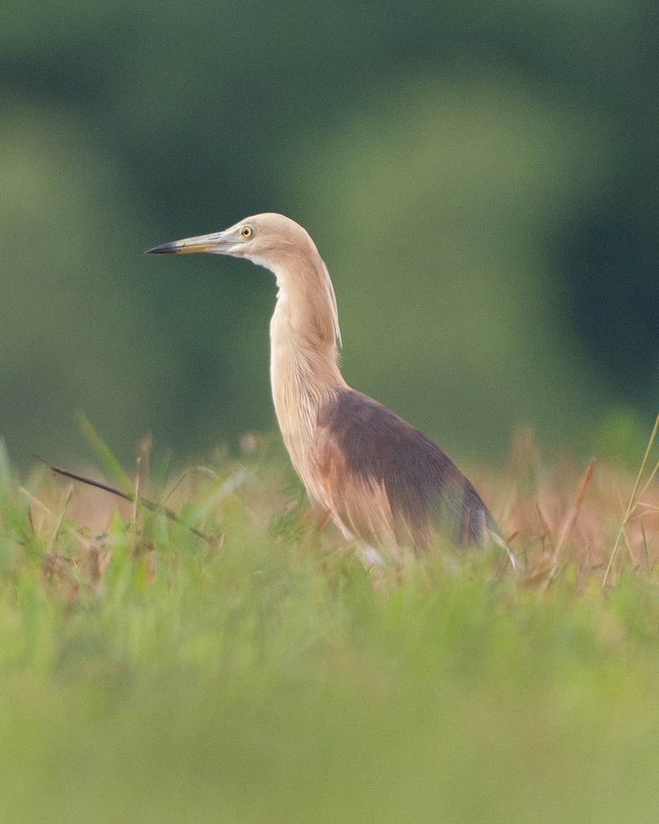אנפית סוף הודית - ML616968972