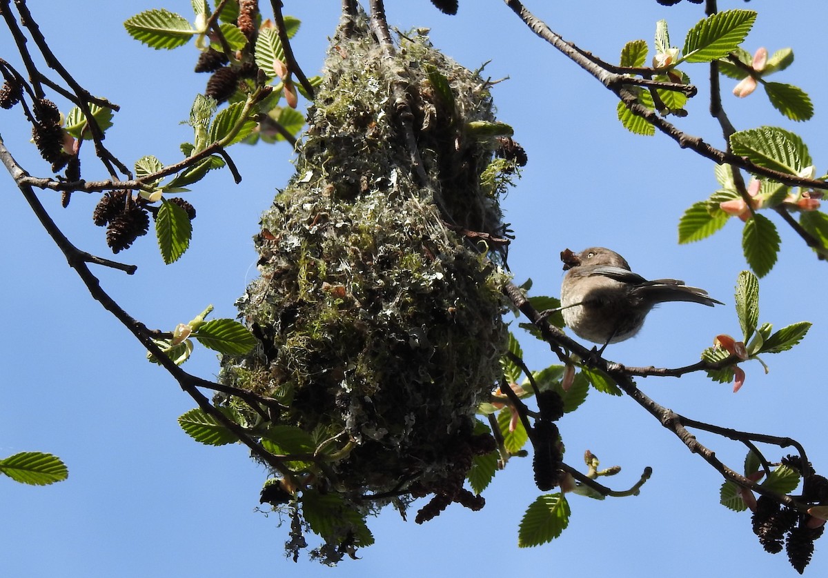 Bushtit - Cathy Carlson