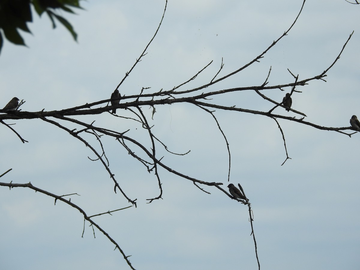 Northern Rough-winged Swallow - ML61696901