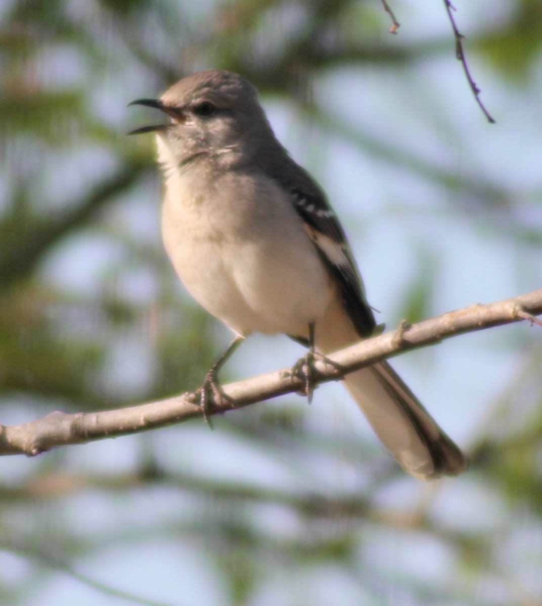 Northern Mockingbird - David Brotherton, cc