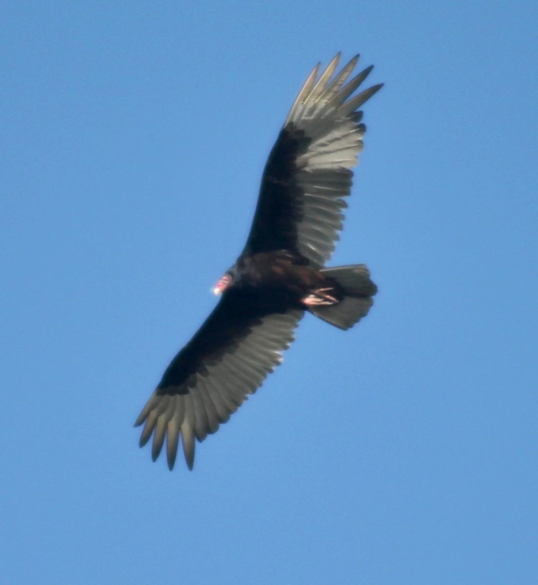 Turkey Vulture - David Brotherton, cc