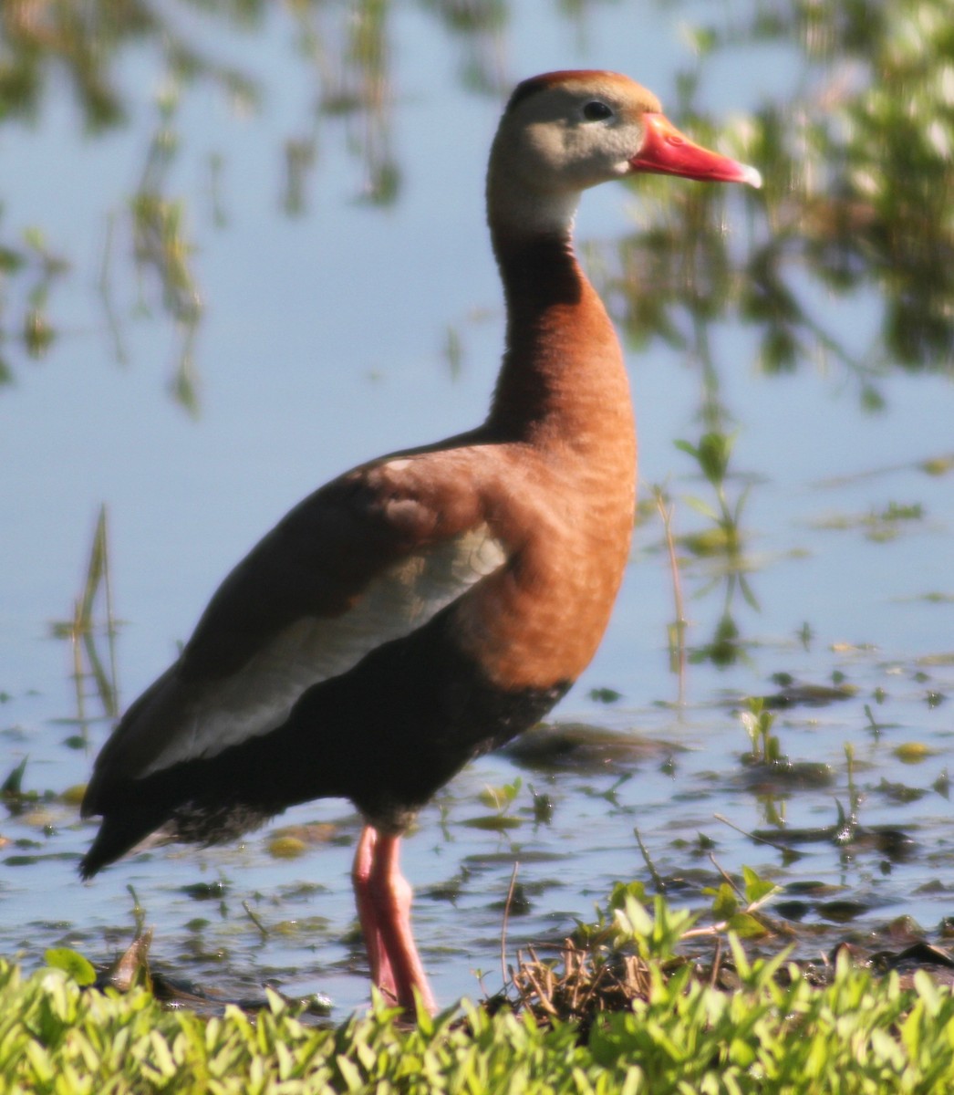 Black-bellied Whistling-Duck - David Brotherton, cc