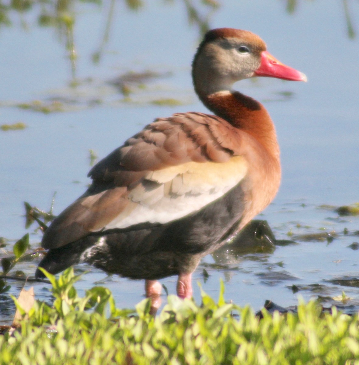 Black-bellied Whistling-Duck - ML616969056