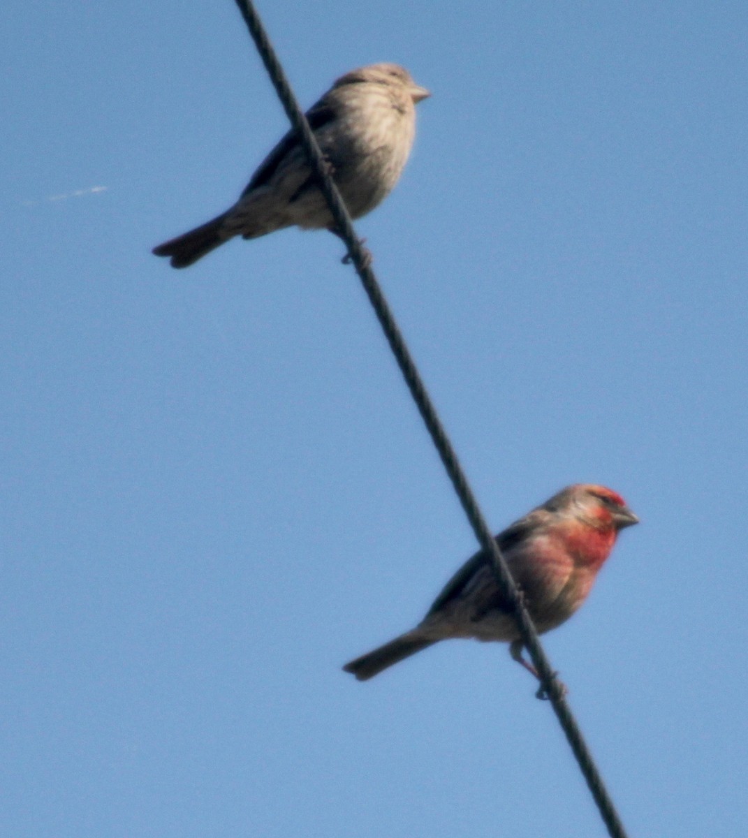 House Finch - David Brotherton, cc