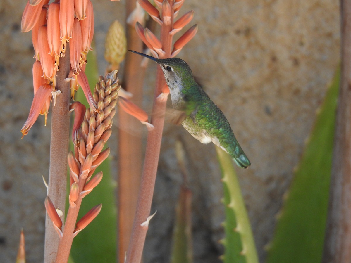 Anna's Hummingbird - ML616969244