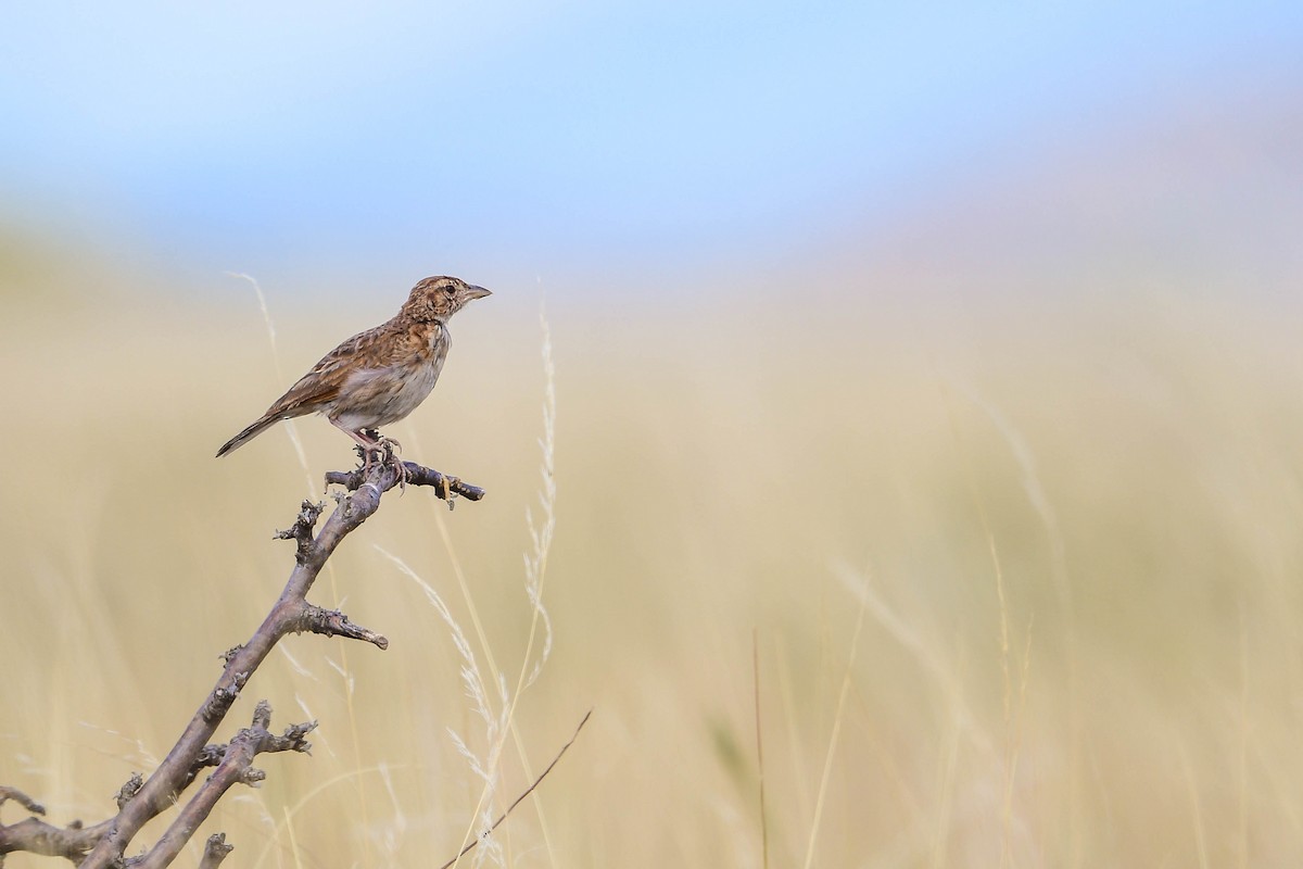 Williams's Lark - Raphaël Nussbaumer