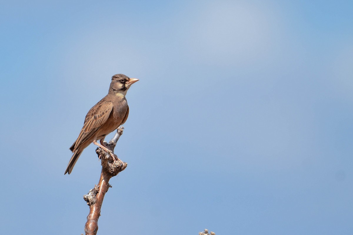 Masked Lark - ML616969313