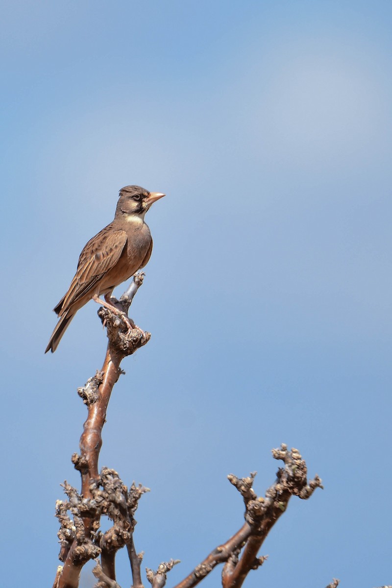 Masked Lark - ML616969315