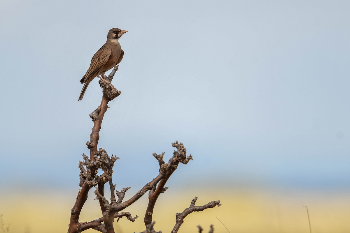 Masked Lark - ML616969328