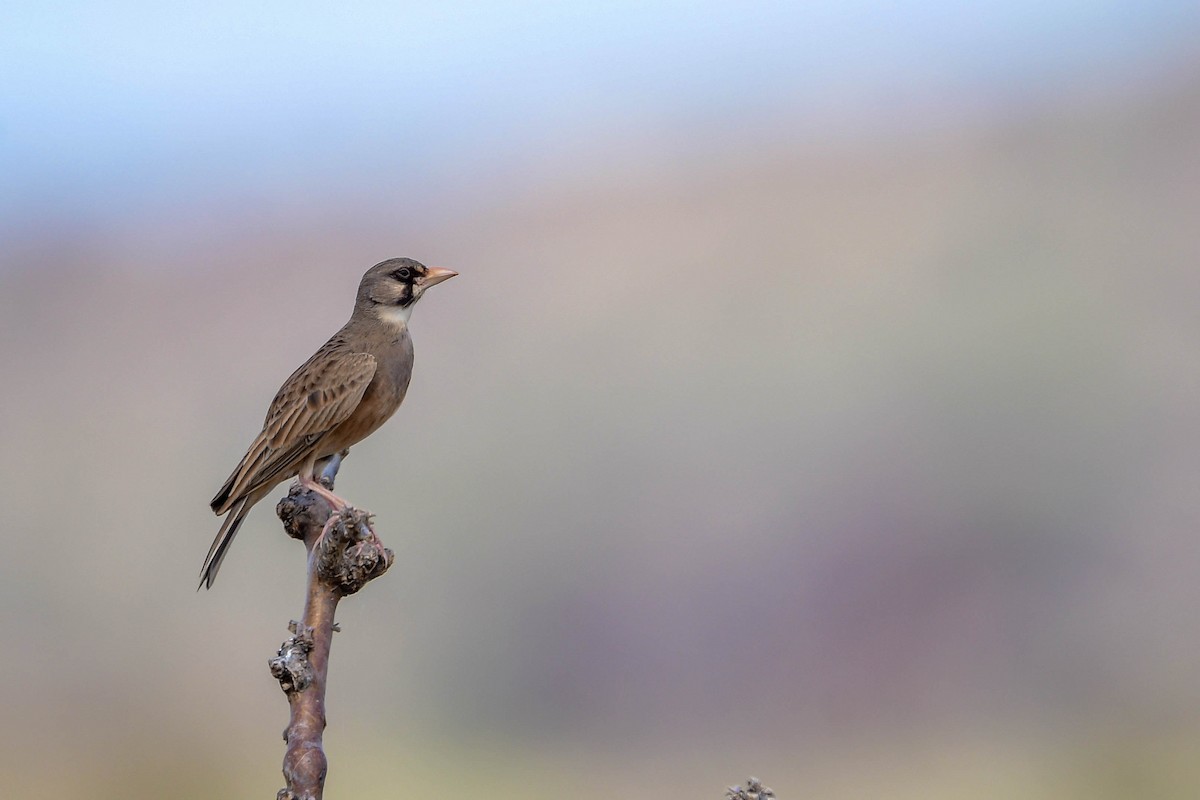 Masked Lark - ML616969337