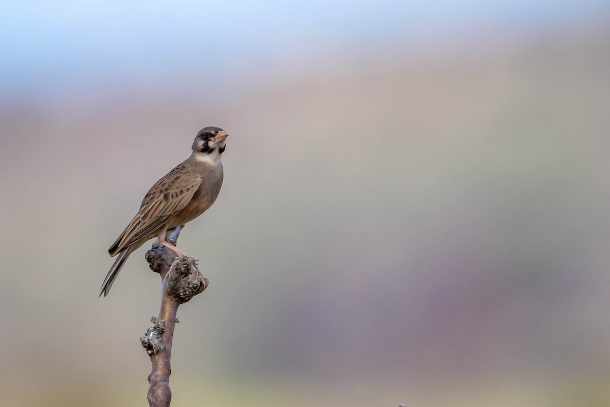 Masked Lark - ML616969338