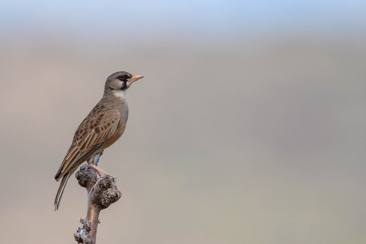 Masked Lark - ML616969350