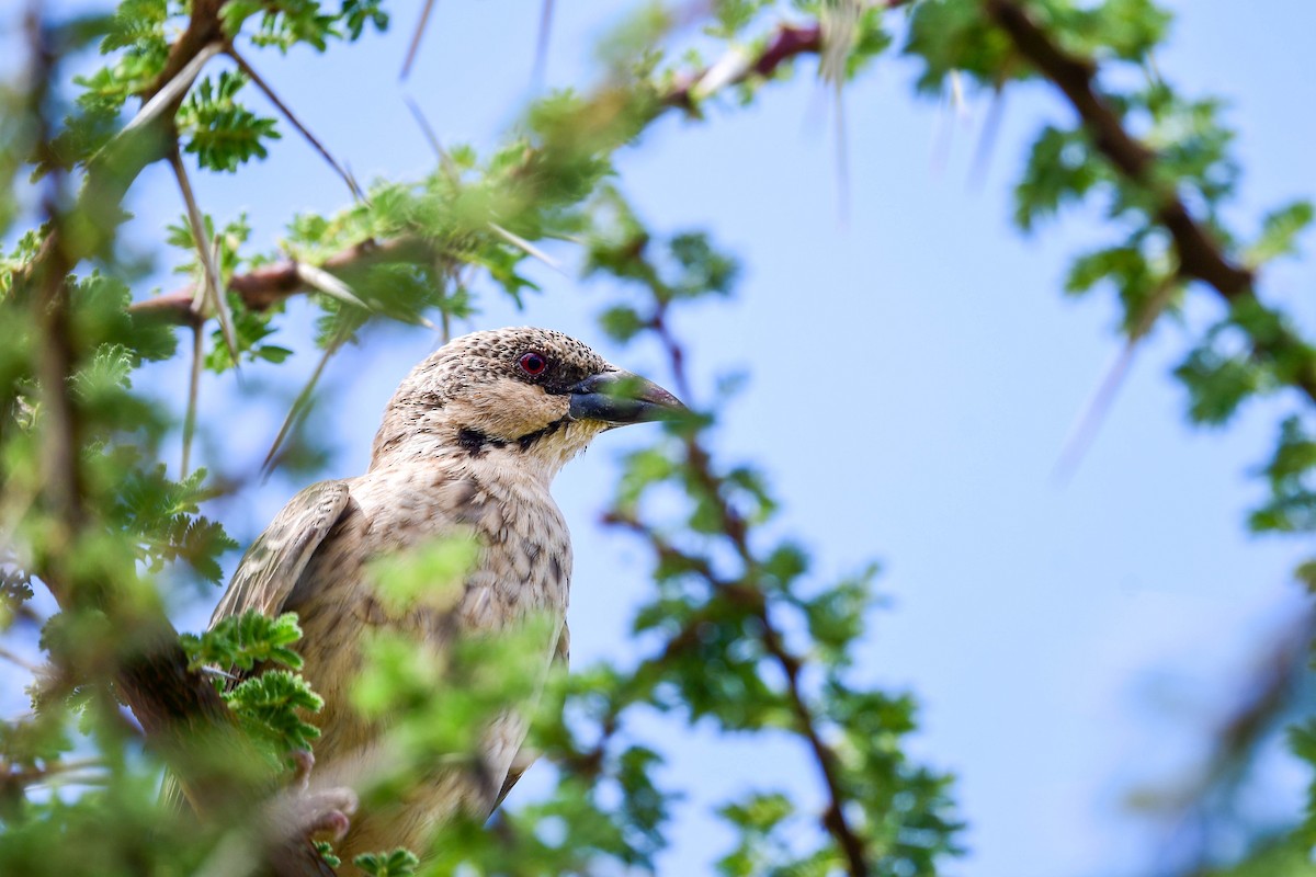 Donaldson Smith's Sparrow-Weaver - ML616969368