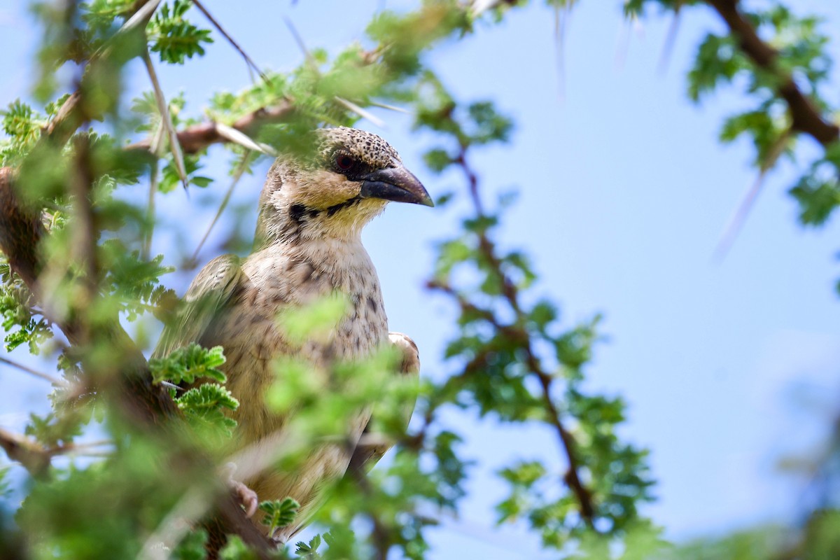 Donaldson Smith's Sparrow-Weaver - ML616969369