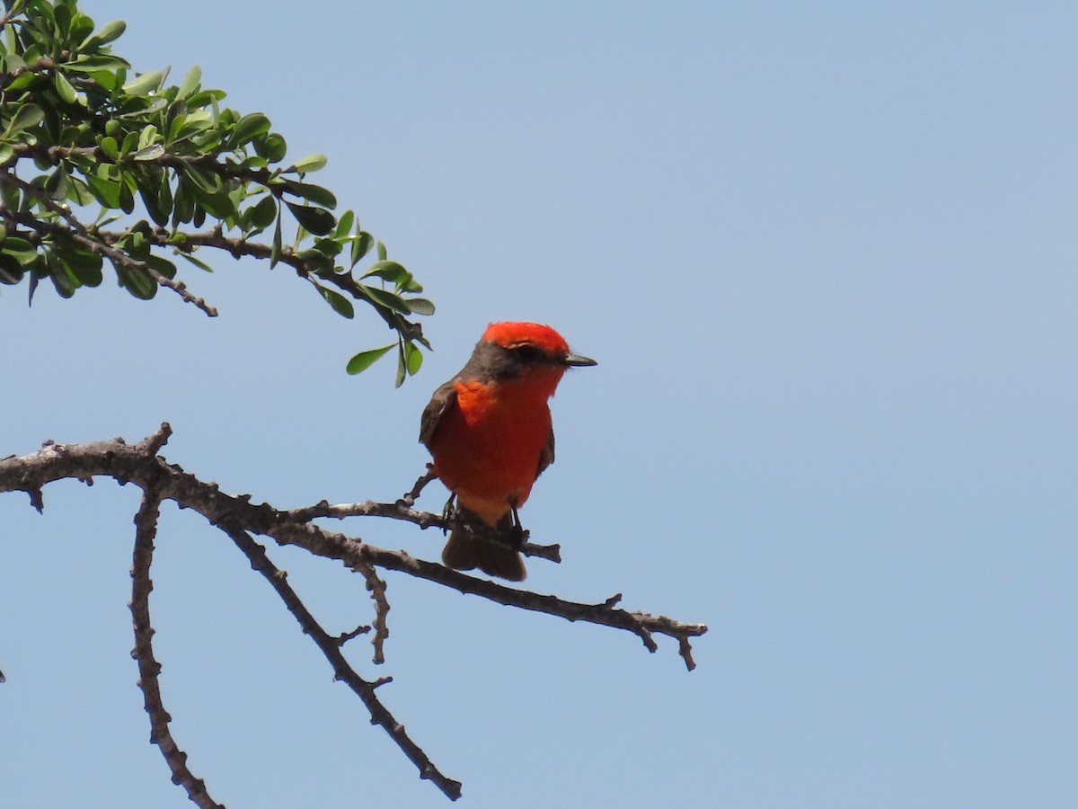 Vermilion Flycatcher - ML616969404