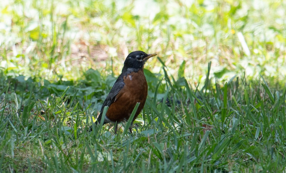 American Robin - Jordan Broadhead