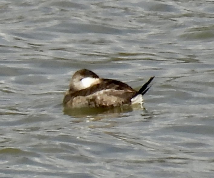 Ruddy Duck - ML616969422