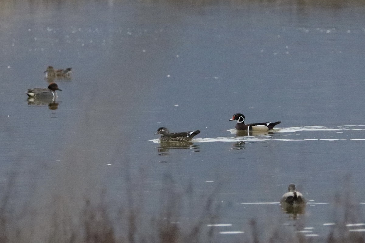 Wood Duck - ML616969473