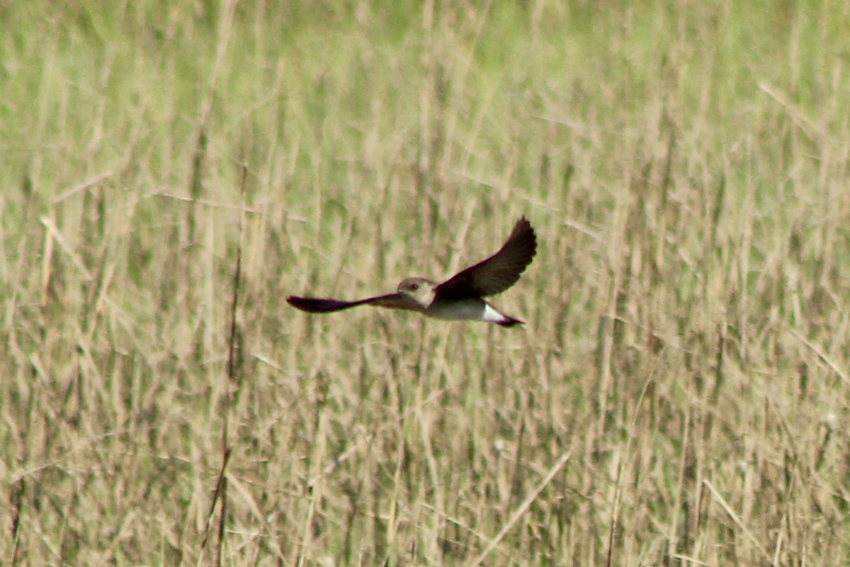 Northern Rough-winged Swallow - ML616969497