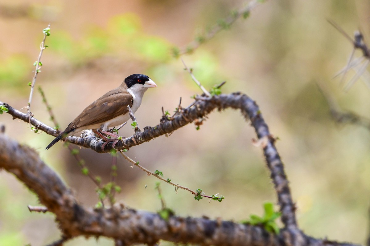 Black-capped Social-Weaver - ML616969508