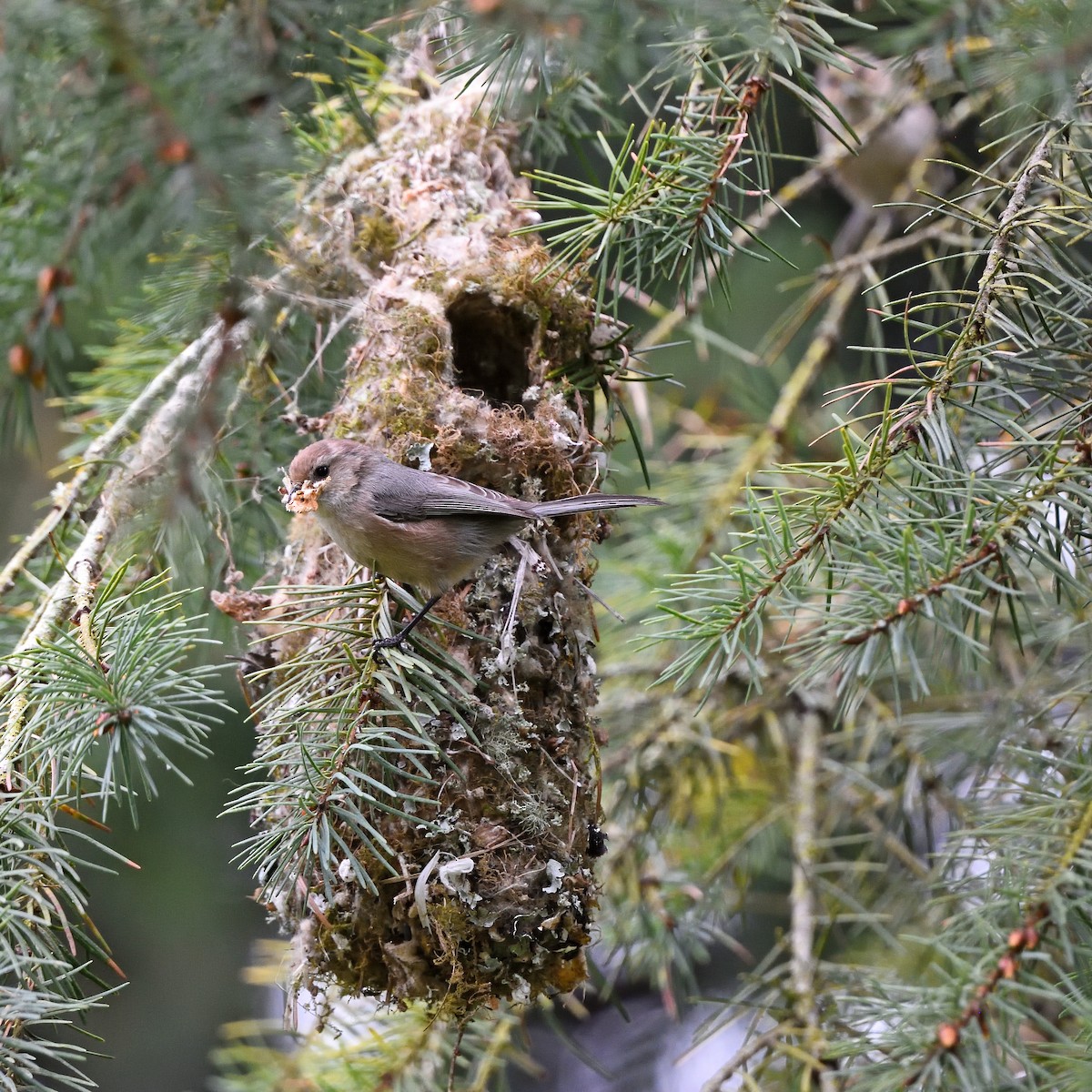 Bushtit - ML616969526