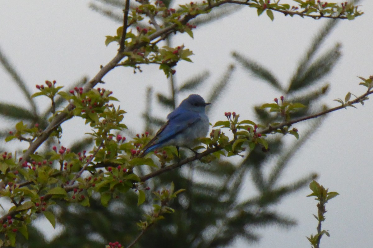 Mountain Bluebird - Curtis Tripp