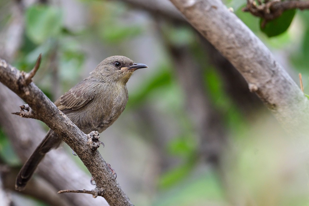 Gray Wren-Warbler - Raphaël Nussbaumer