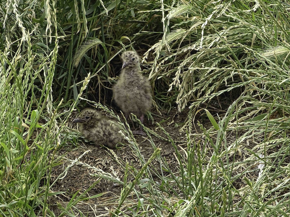 ギンカモメ - ML616969592