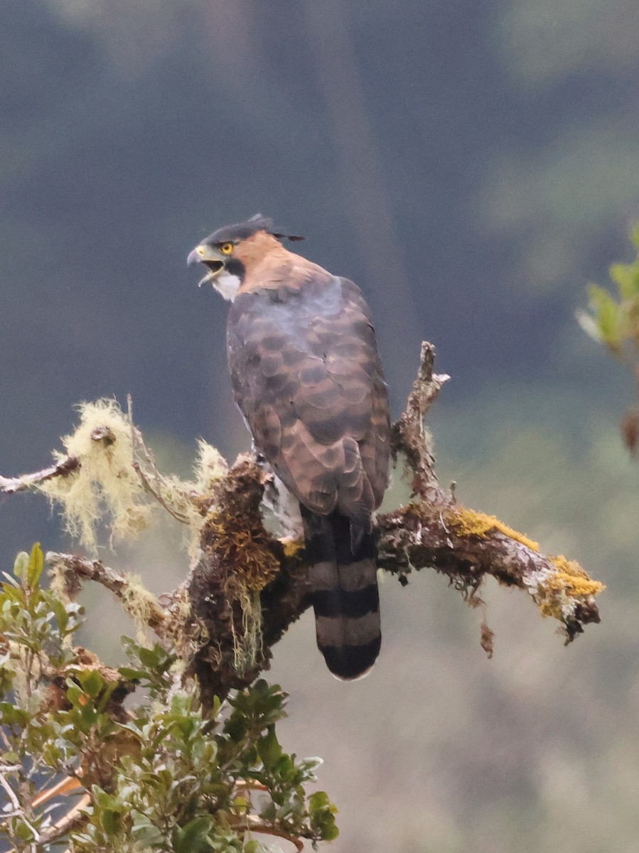 Ornate Hawk-Eagle - ML616969621