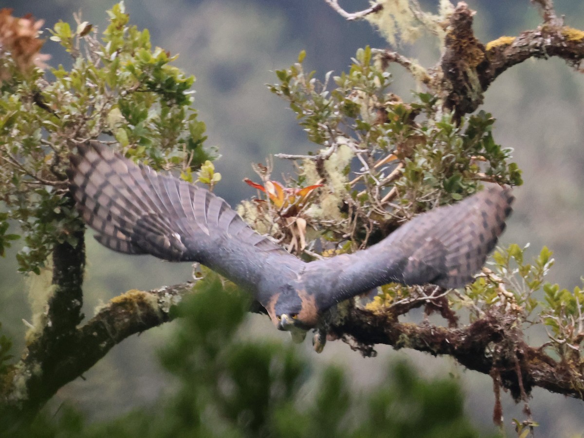 Ornate Hawk-Eagle - ML616969622