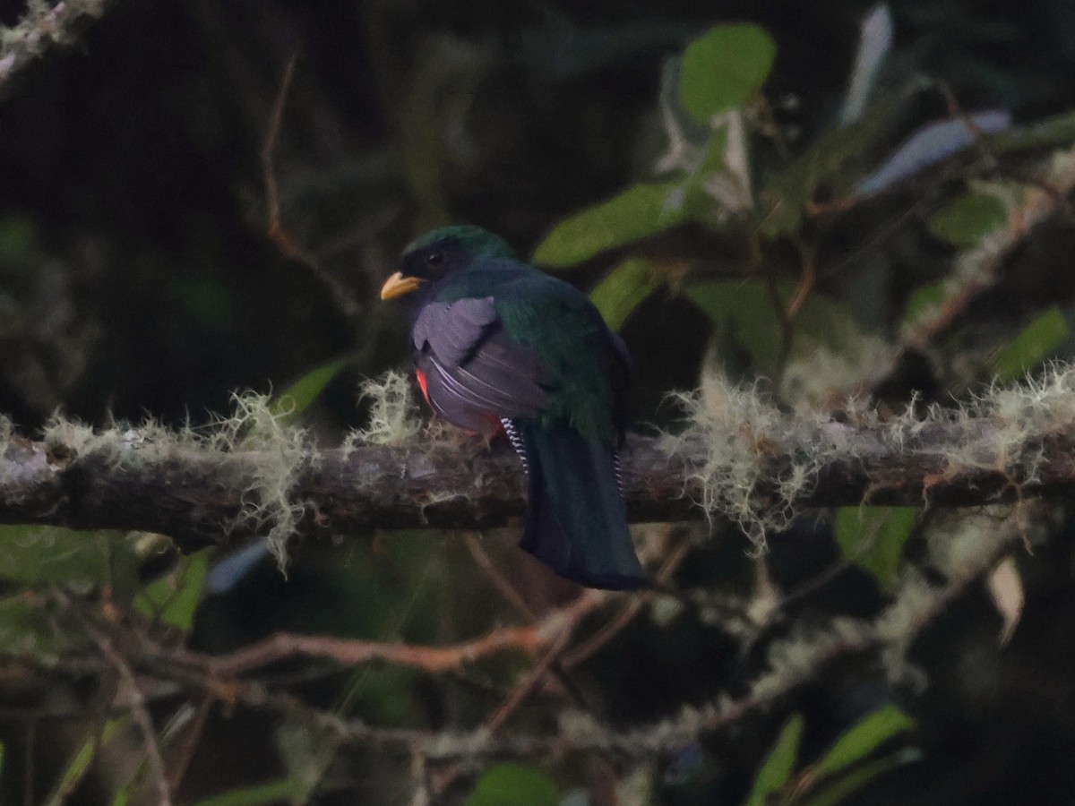 Collared Trogon - ML616969650