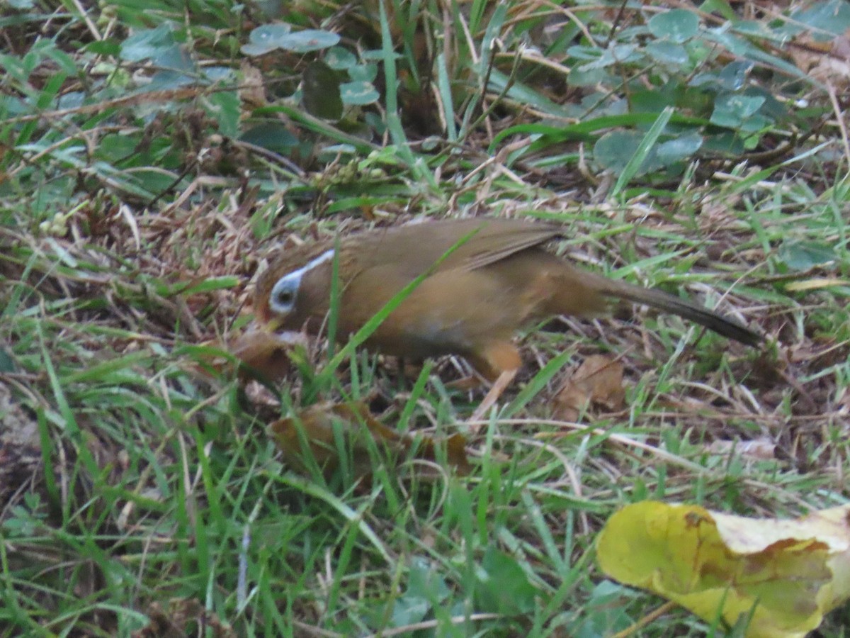 Chinese Hwamei - ML616969664