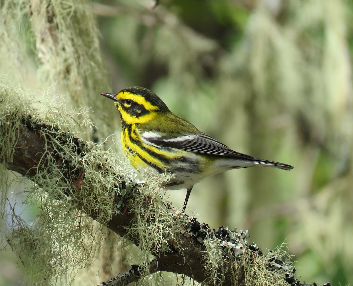 eBird Checklist - 4 Apr 2024 - Bandon Marsh NWR--Observation Deck - 12 ...
