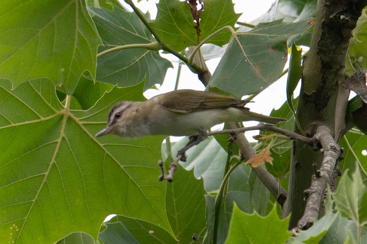 Vireo Ojirrojo - ML616969753