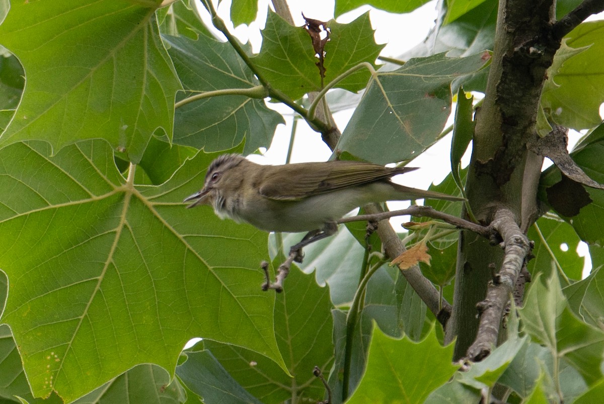 Vireo Ojirrojo - ML616969754