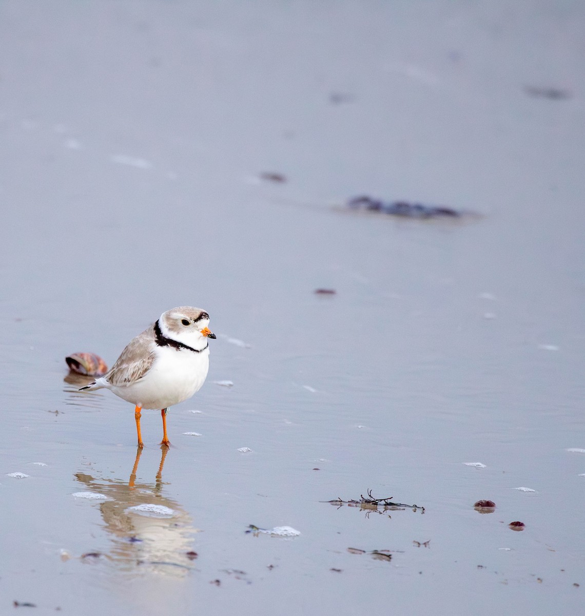 Piping Plover - ML616969760