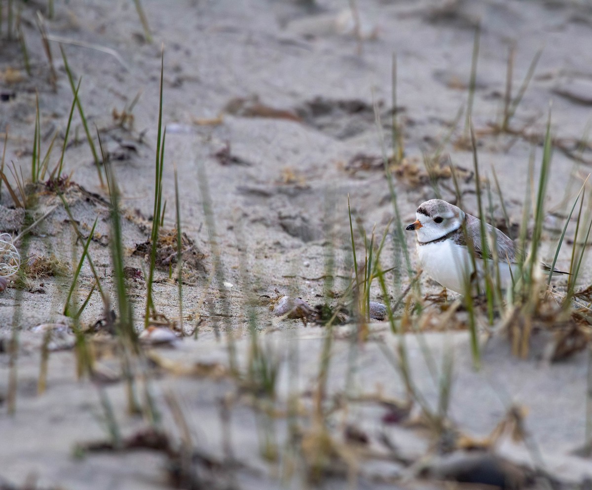 Piping Plover - ML616969761